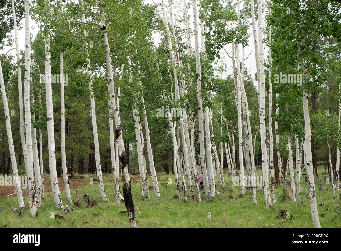 Ein Aufschluss von Aspen-Bäumen in einem Wald Stockfoto