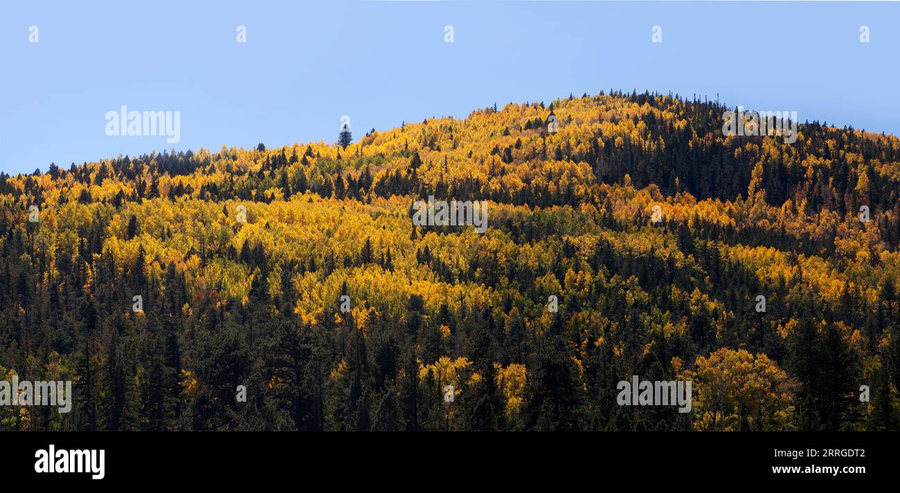 Aspenbäume werden gelb zwischen Pinien auf einem Hügel Stockfoto