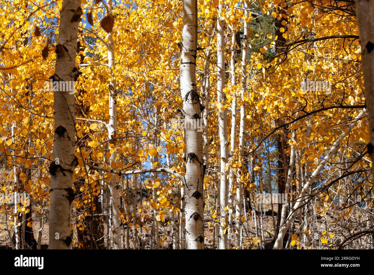Gelbe Blätter auf Aspen-Bäumen im Norden Arizonas Stockfoto