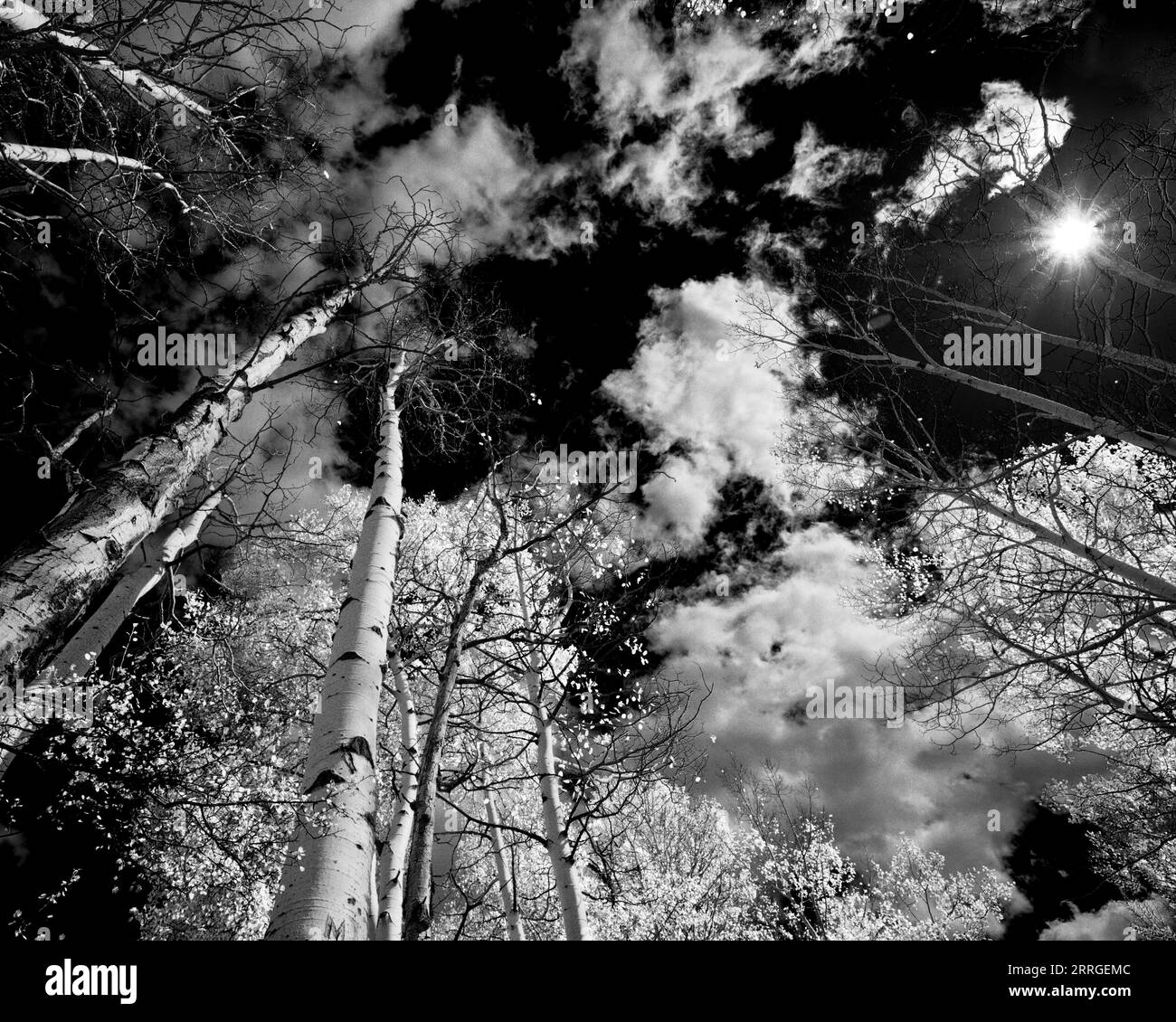 Infrarotaspenbäume mit Blick auf einen schwarzen Himmel Stockfoto