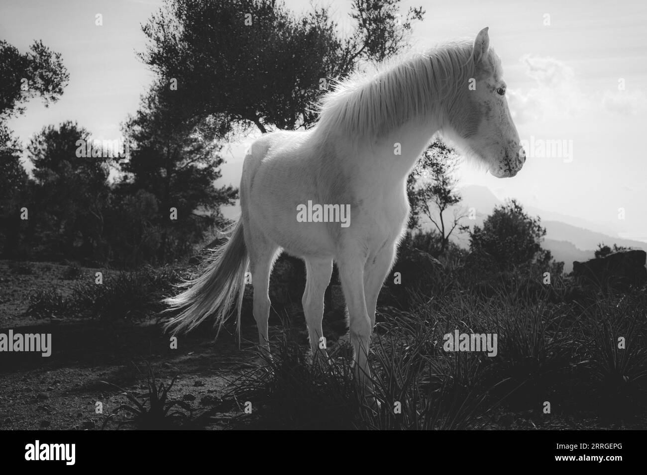 Das schroffe Weisse Pferd im Hochland Mallorcas Stockfoto