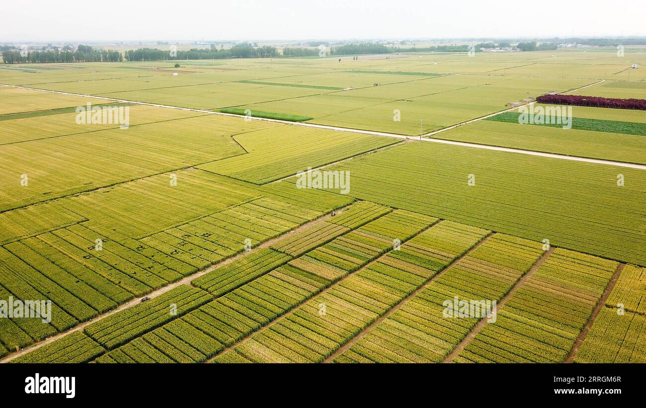 220526 -- TAI AN, 26. Mai 2022 -- Luftaufnahme aufgenommen am 26. Mai 2022 zeigt Weizenfelder in der Mazhuang Township der Stadt Tai an in der ostchinesischen Provinz Shandong. CHINA-SHANDONG-TAI AN-WEIZEN-WACHSTUM CN GUOXXULEI PUBLICATIONXNOTXINXCHN Stockfoto