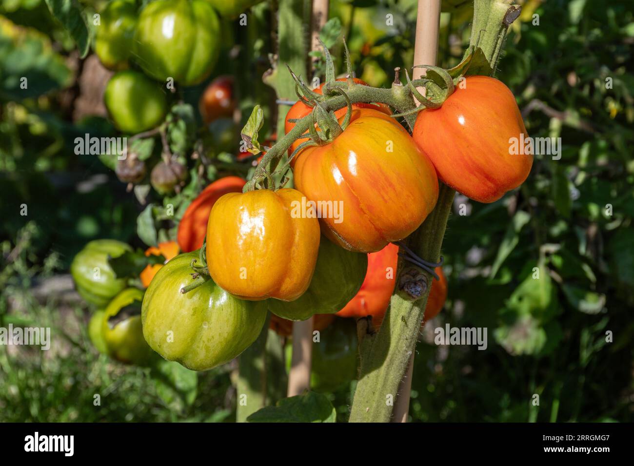 Gestreifte Stopfertomaten, die im Spätsommer in England, Großbritannien, an der Rebe wachsen, eine rote unbestimmte Tomatensorte mit gelben Streifen Stockfoto