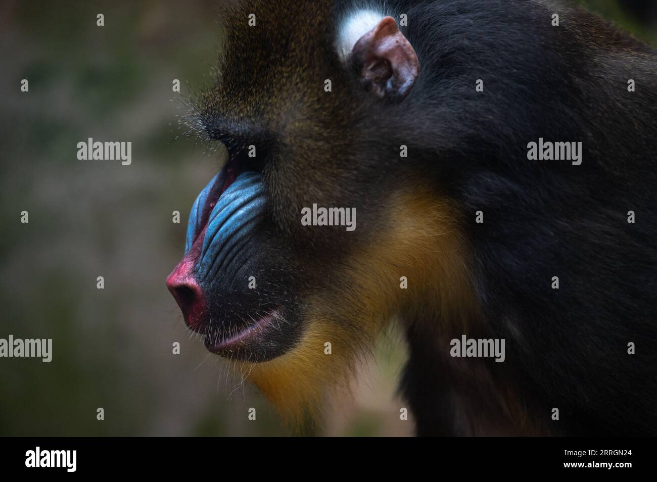 Madrid, Spanien. September 2023. Ein Mandrill (Mandrillus sphinx) in seinem Gehege im Zoo von Madrid. Quelle: Marcos del Mazo/Alamy Live News Stockfoto