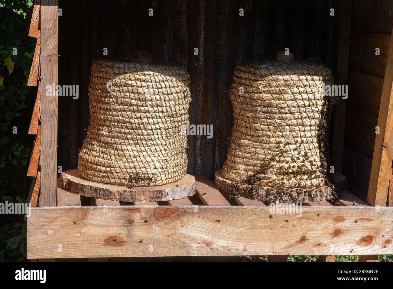 Weidenkorbbienenstöcke genannt Skeps mit Honigbienen (APIs mellifera), Bienenhaltung, Imkerei Stockfoto