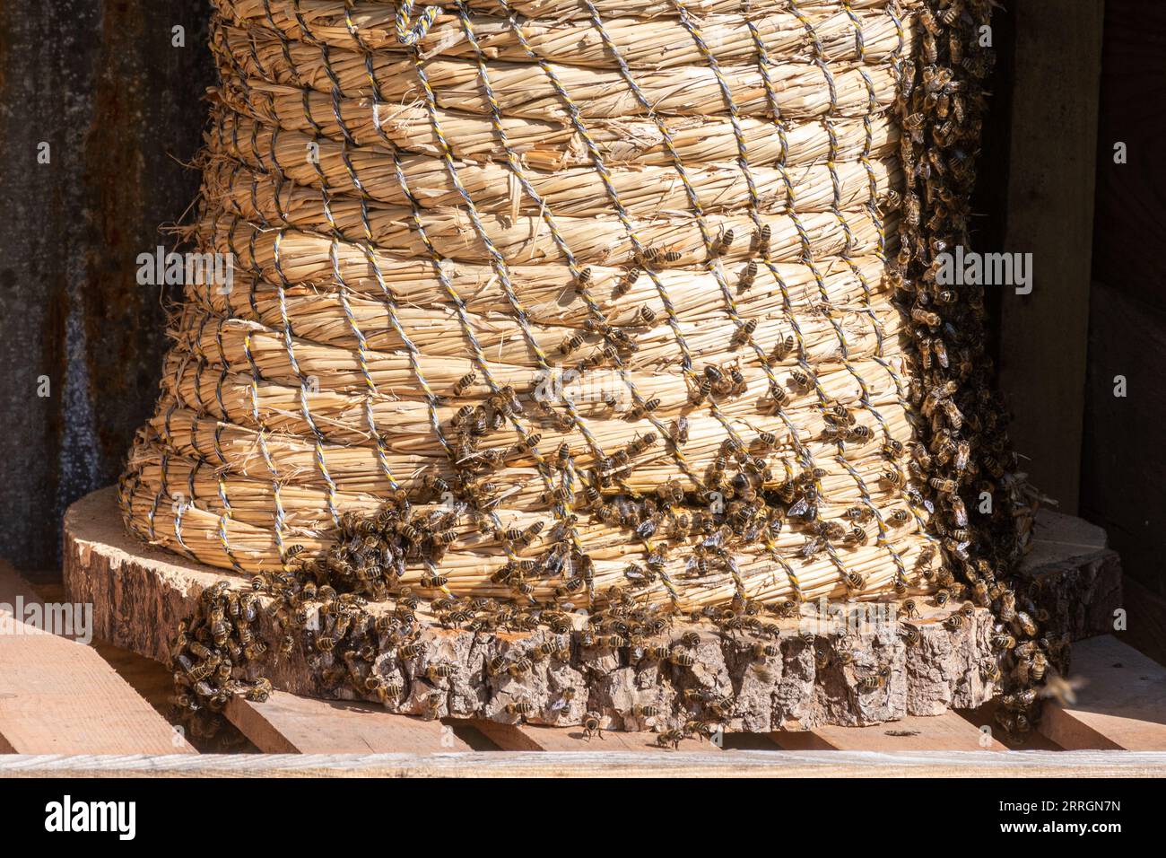 Weidenkorb Bienenstock genannt Skep mit Honigbienen (APIs mellifera) auf der Außenseite, Bienenhaltung, Imkerei Stockfoto