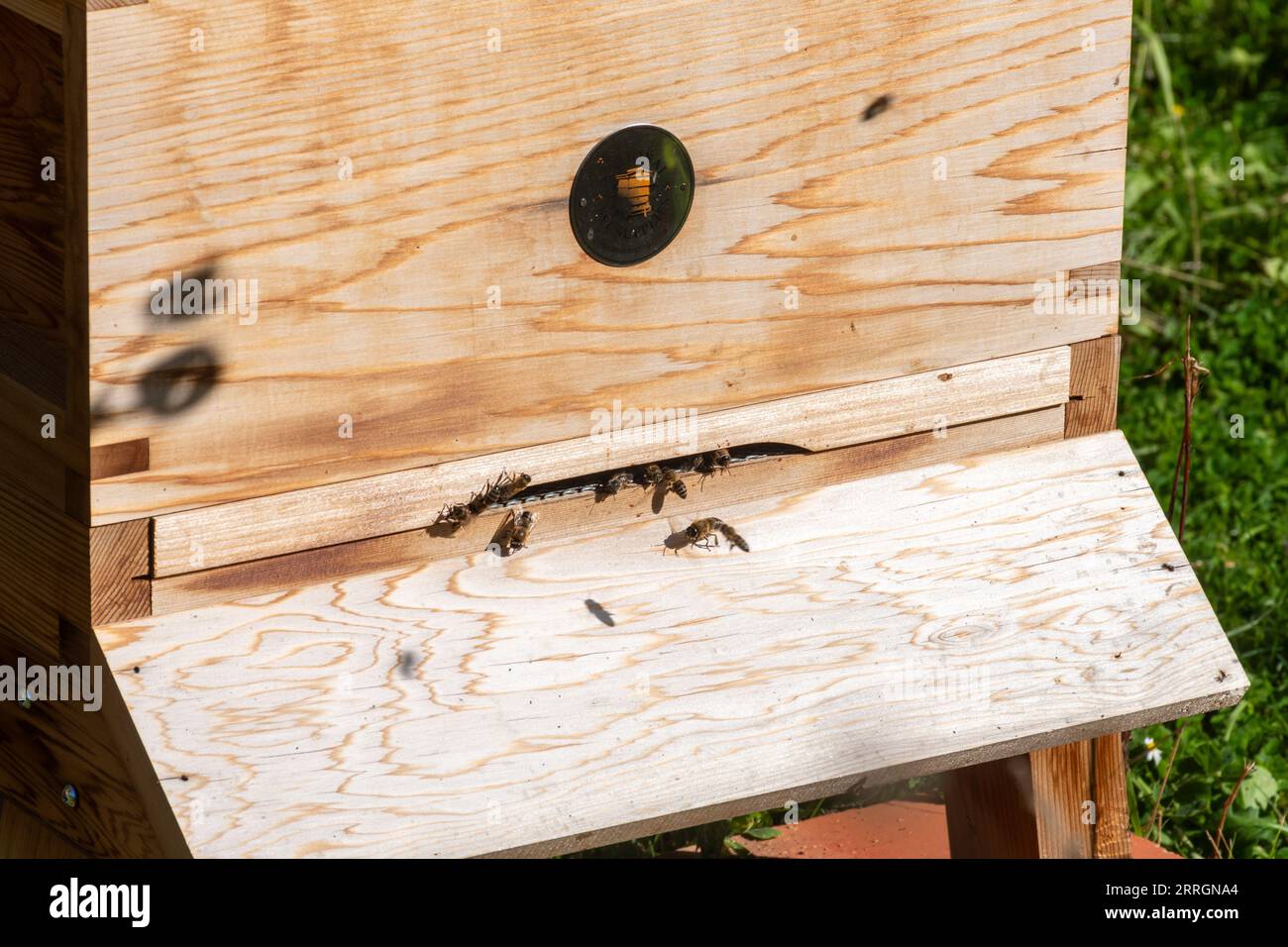 Bienenstock aus Holz mit Honigbienen (APIs mellifera) am Eingang an einem sonnigen Tag, Bienenhaltung, Imkerei Hobby Stockfoto