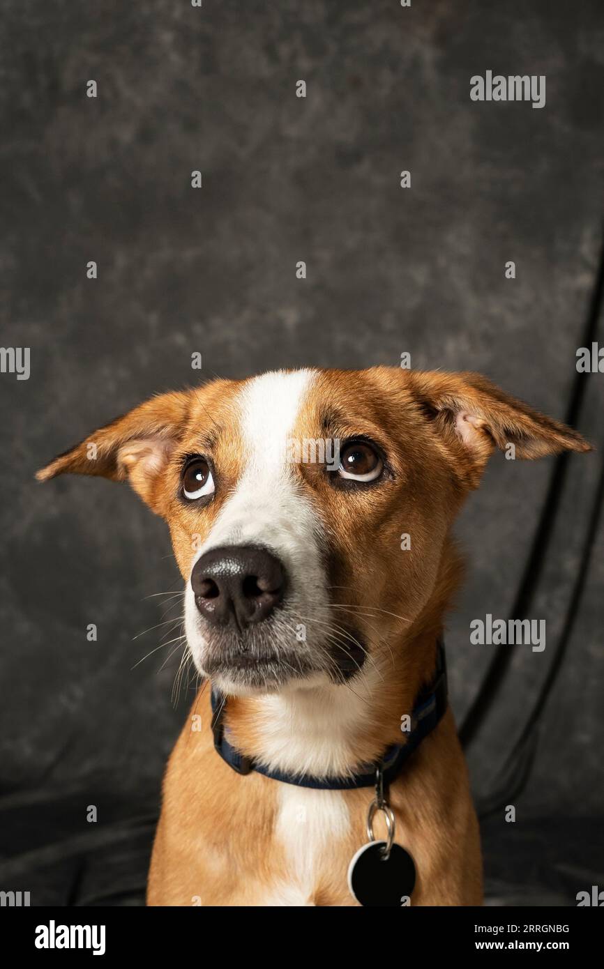 Mumbai, Indien 7. September 2023 Ein Porträt eines orange-weißen Indie-Hundes mit tränenden Augen, der seltsam irgendwo mit dunklem Hintergrund aussieht Stockfoto