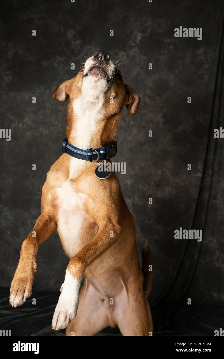 Mumbai, Indien 7. September 2023 Ein Porträt eines orange-weißen Indie-Hundes mit wässrigen Augen, die für ein Kieselstein-Stück mit dunklem Hintergrund springen Stockfoto