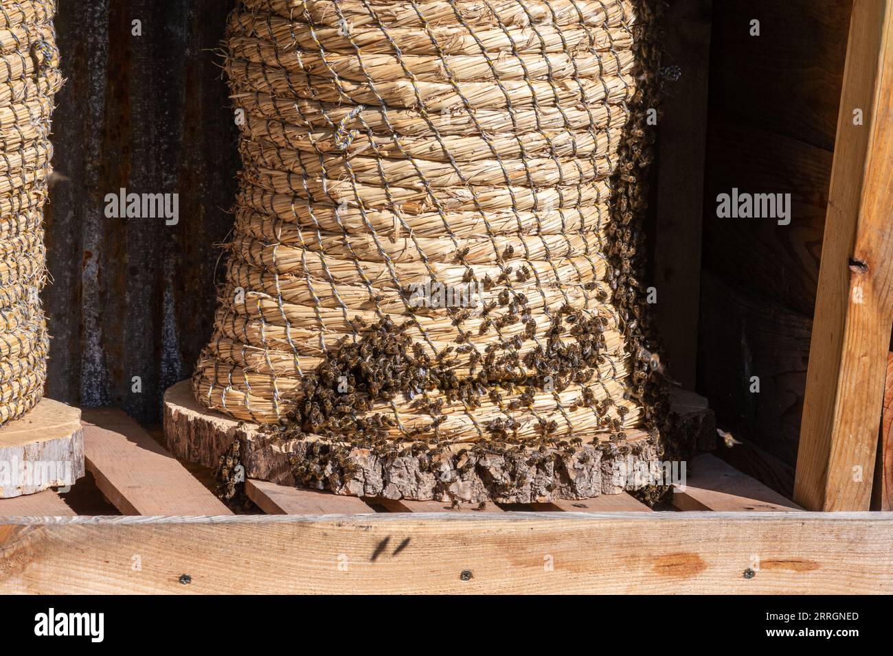 Weidenkorb Bienenstock genannt Skep mit Honigbienen (APIs mellifera) auf der Außenseite, Bienenhaltung, Imkerei Stockfoto