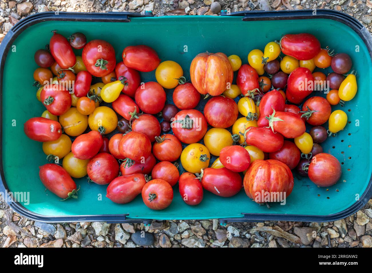 Verschiedene Tomaten in einer Gartentruhe Stockfoto