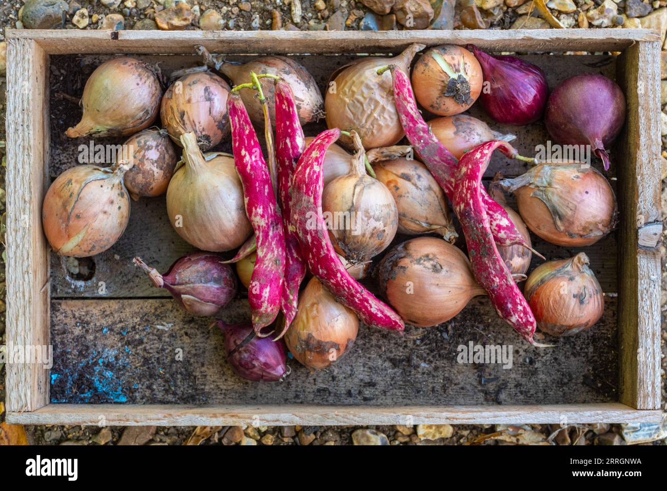 Zwiebeln und Borlotti-Bohnen in einer Holzschale, Saatgutbox, Gemüsegartenbau, Großbritannien Stockfoto