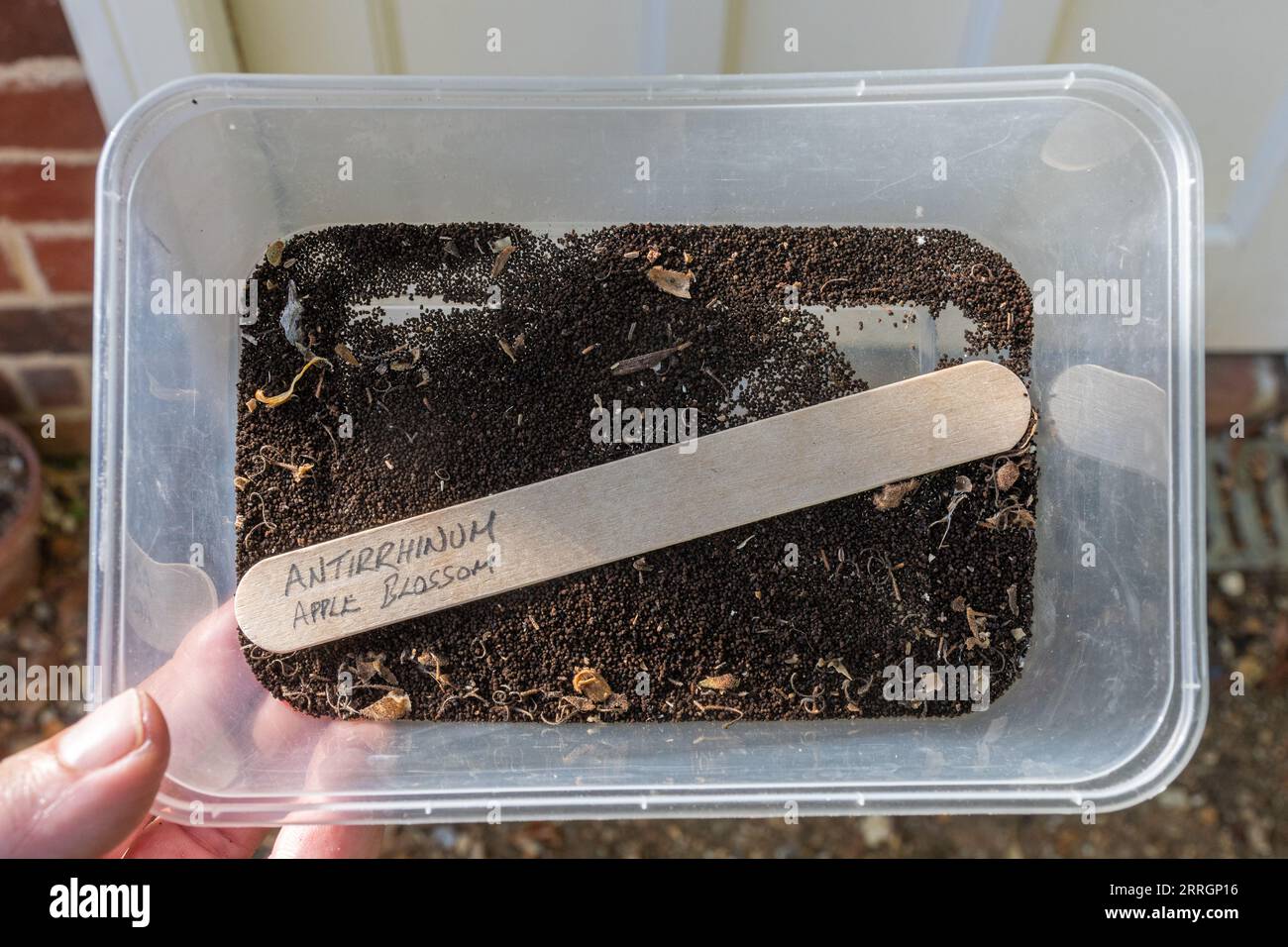 Nashornkerne, die von Blumen in einem Kunststoffbehälter gesammelt werden, um getrocknet und gepflanzt zu werden, Vereinigtes Königreich Stockfoto