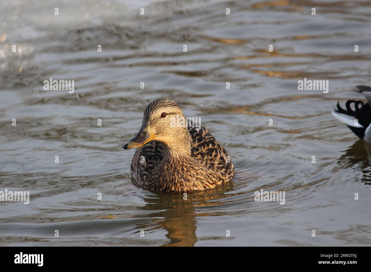 Wildtiere im Park. Stockfoto