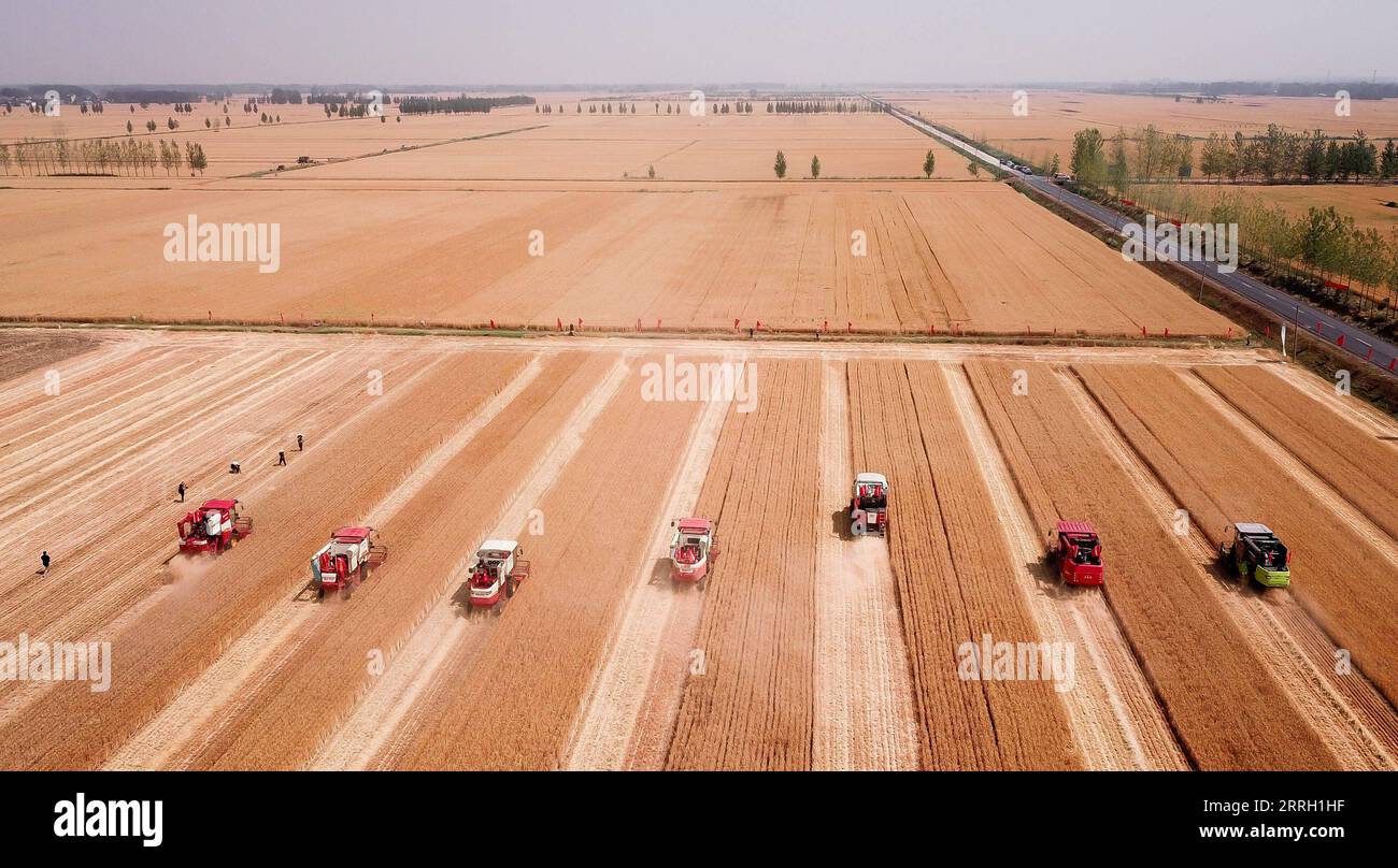 220608 -- JINAN, 8. Juni 2022 -- Luftaufnahme am 2. Juni 2022 zeigt Erntemaschinen, die Weizen auf den Feldern im Tancheng County der Stadt Linyi, ostchinesische Provinz Shandong, ernten. Xinhua-Schlagzeilen: China erntet Stoßfänger Sommerernte und sichert die Ernährungssicherheit GuoxXulei PUBLICATIONxNOTxINxCHN Stockfoto