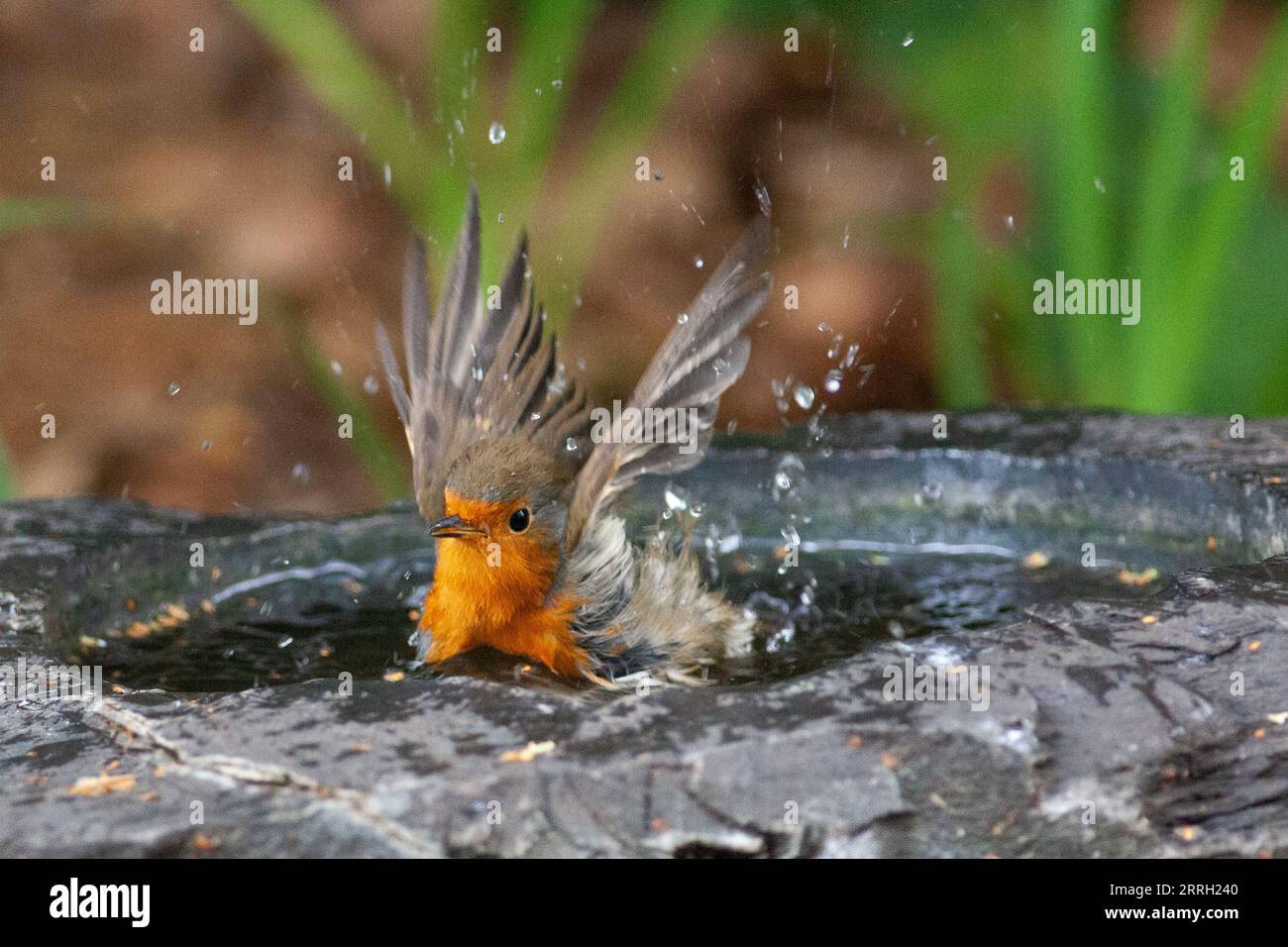 London, Großbritannien. September 2023. Während die Temperaturen im Süden Englands am vierten Tag in Folge 30 Grad überschreiten, kühlt ein robin ab, indem er in einem Vogelbad in Clapham herumspritzt. Quelle: Anna Watson/Alamy Live News Stockfoto