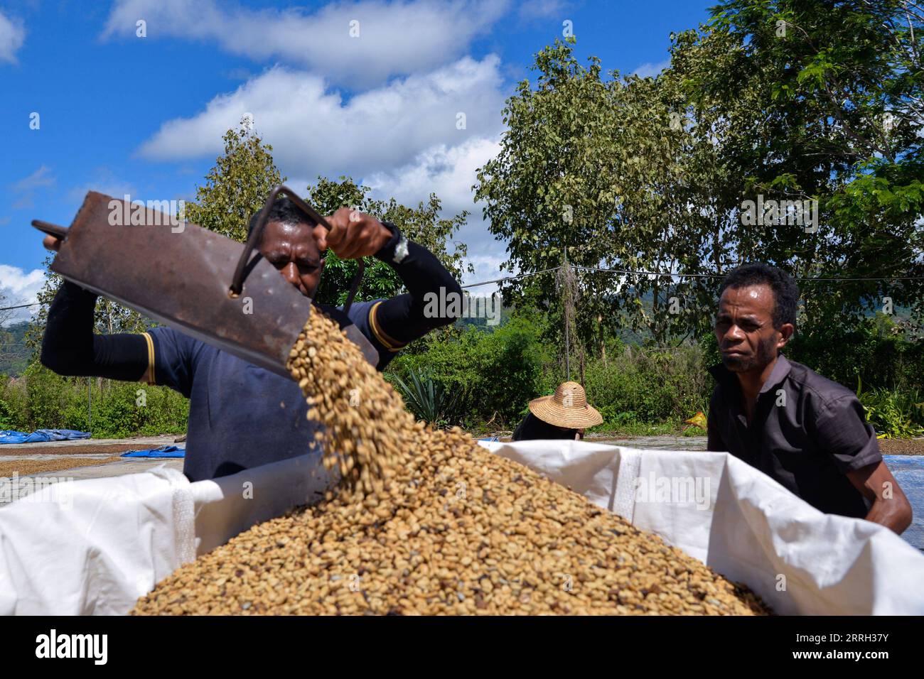 220610 -- DILI, 10. Juni 2022 -- Arbeiter schütten getrocknete Kaffeebohnen in Beutel auf einem Trockenfeld in einer Kaffeebohnenverarbeitungsfabrik in Ermera County, Timor-Leste, 6. Juni 2022. Timor-Leste liegt auf den südostasiatischen Nusa-Tenggara-Inseln und bietet Boden-, Wasser- und Klimabedingungen, die für das Wachstum von Kaffeebäumen geeignet sind. Kaffeebohnen sind auch ein wichtiges Agrarexportprodukt dieses unterentwickelten Landes. Timorese Kaffee hat guten Geschmack und hohe Qualität. Der organische Kaffee, der ohne chemische Düngemittel angebaut wird, ist zu einer nationalen Visitenkarte von Timor-Leste geworden. In den letzten Jahren war Tim Stockfoto
