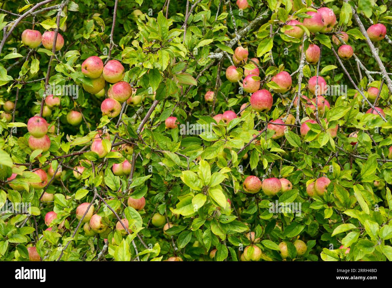 Rote und grüne Apfelbäume auf einem Baum in Herefordshire, England. Stockfoto