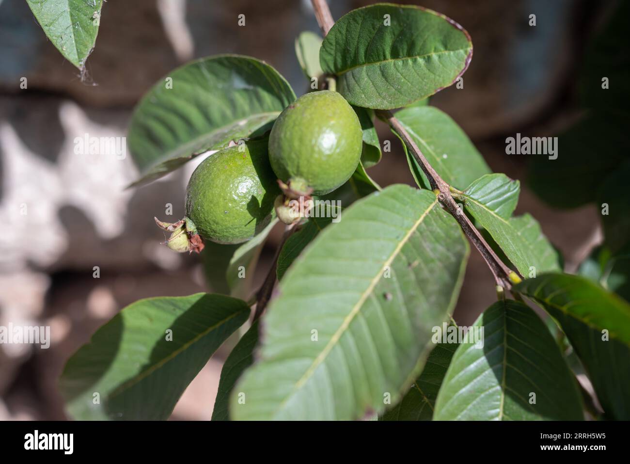 Guave Frucht wächst auf einem Baumzweig zwischen grünen Blättern. Psidium guajava Stockfoto