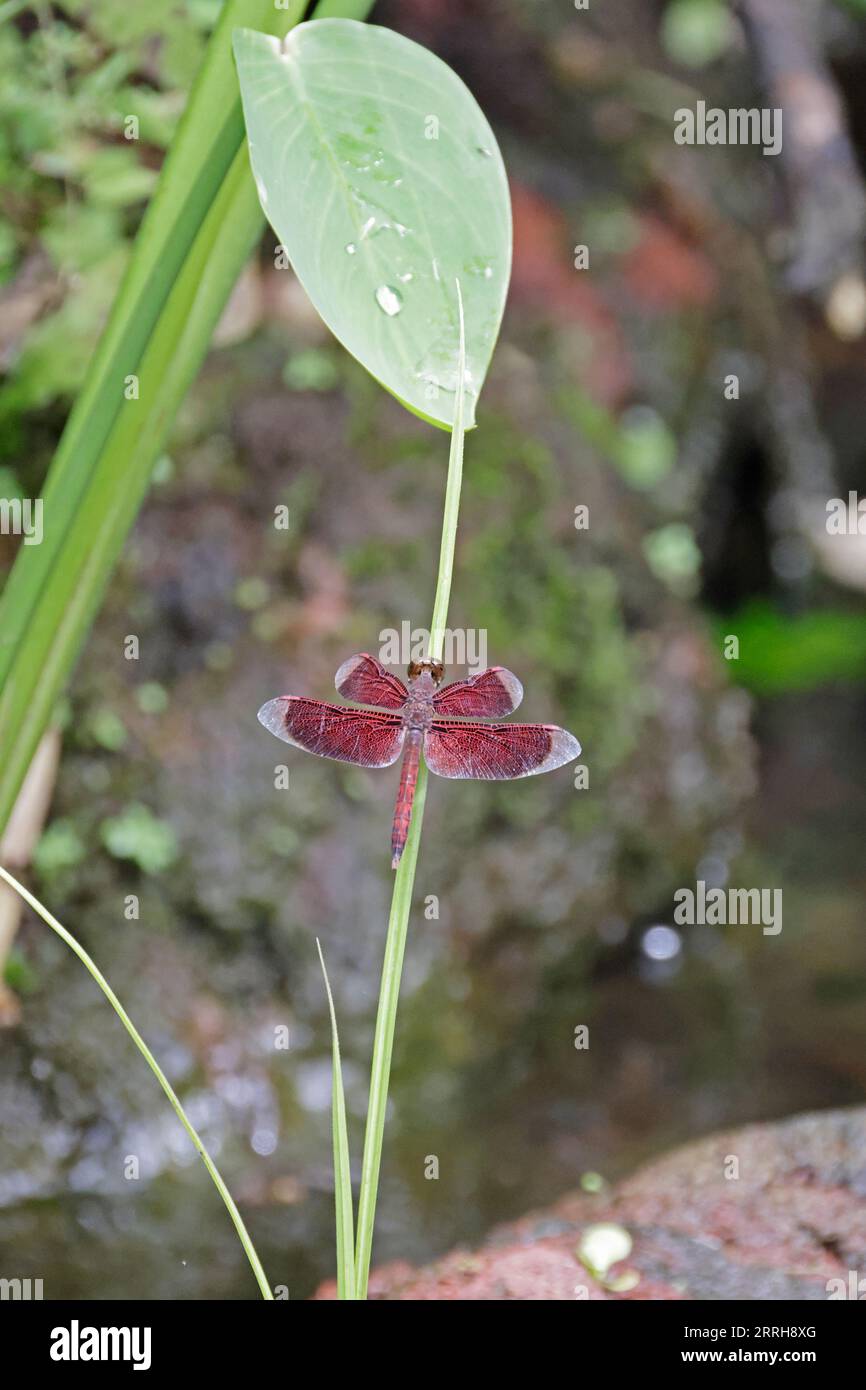 Die gemeinsame Parasol-Libelle thront in den Botanischen Gärten in Singapur Stockfoto