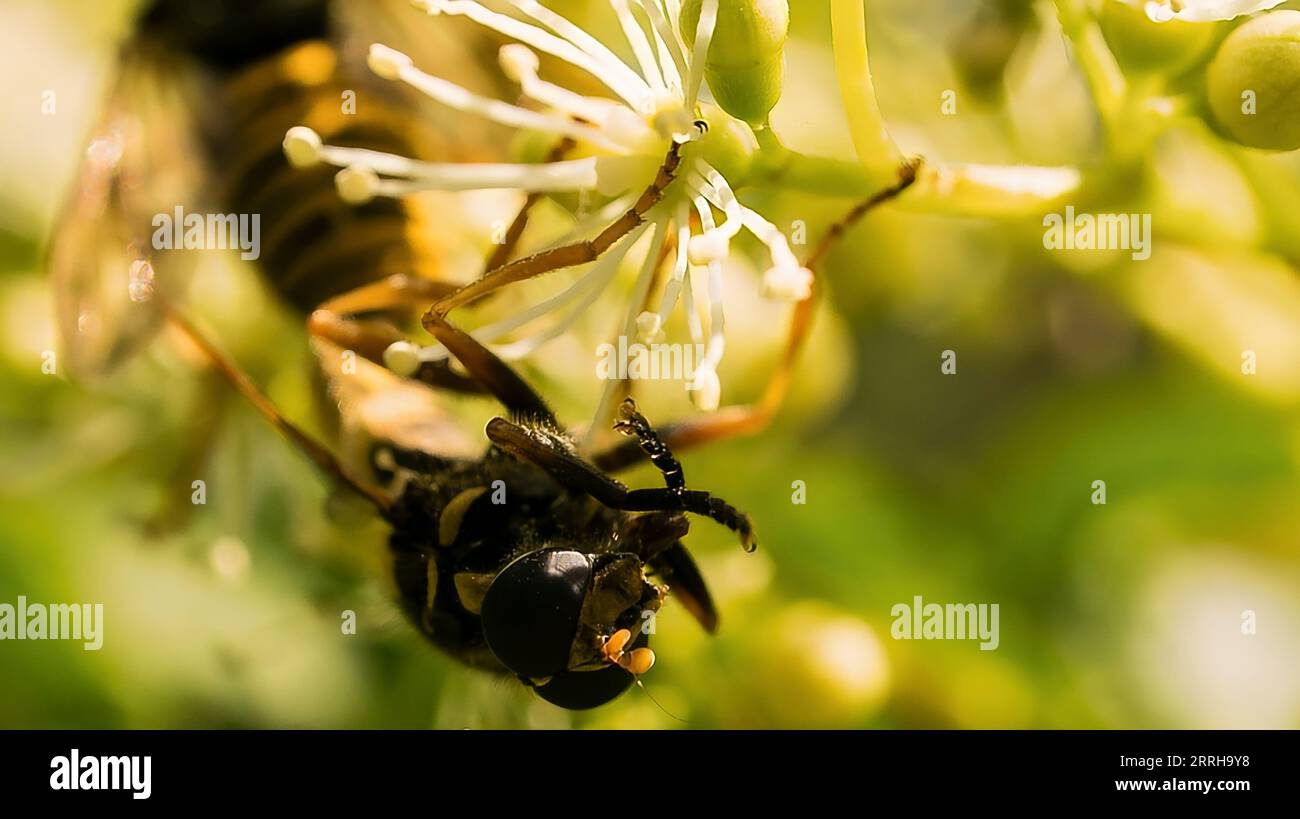 Honigbiene auf einem Blütennektar. Makroaufnahme bei Sommersonne. Tierfoto Stockfoto