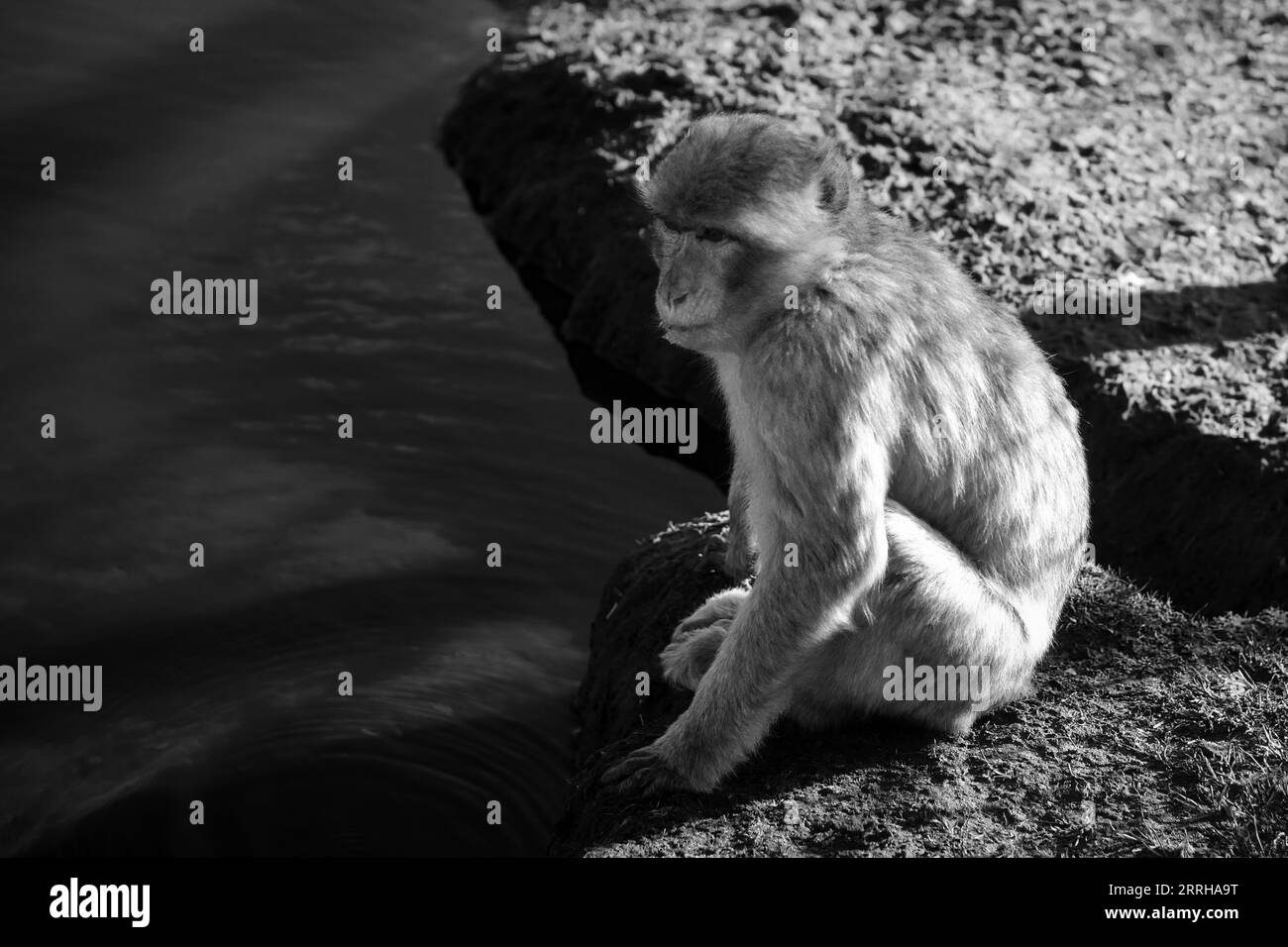 Pavian sitzt am Wasser. Toller Affe in der Natur. Braunes weißes Fell. Intelligentes Säugetier. Tierbild Stockfoto