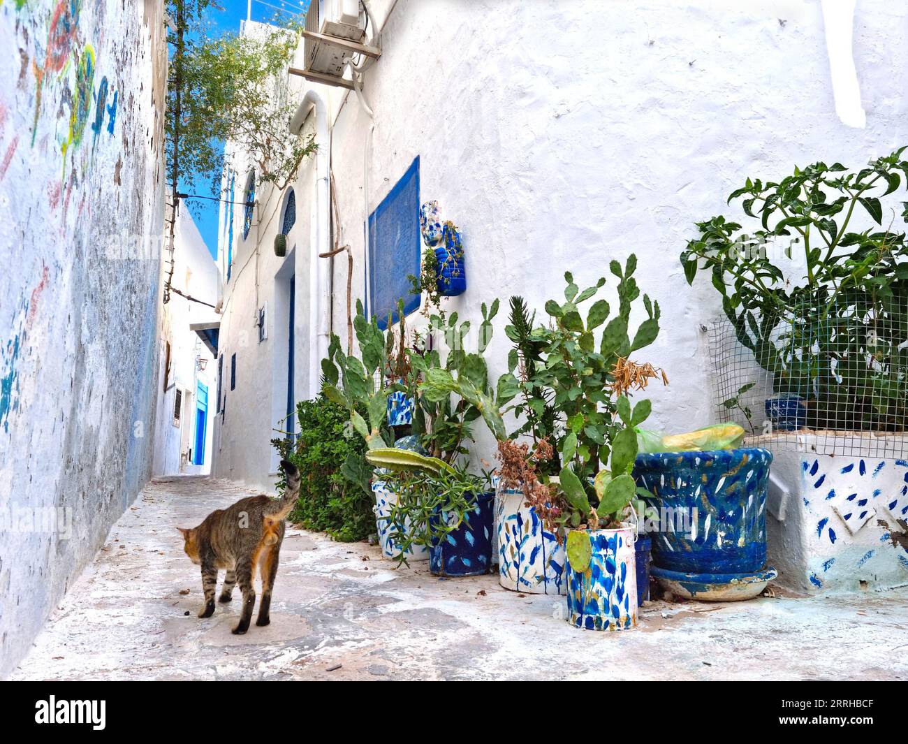 Straße in der Medina von Hammamet, Tunesien Stockfoto