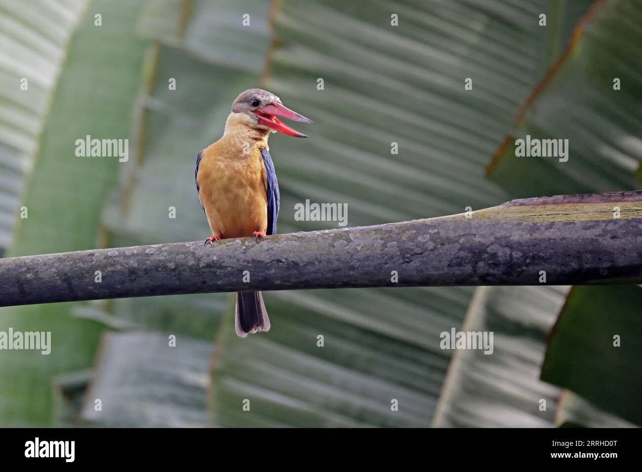 Storch-Billed kingfisher im Botanischen Garten in Singapur Stockfoto