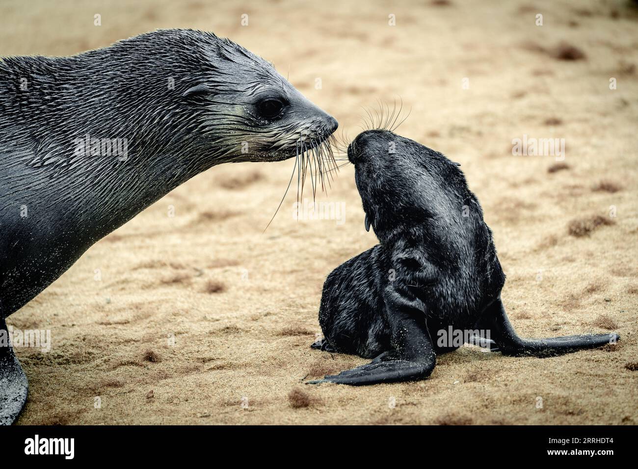 Muttersiegel mit Jungtier am Cape Cross Strand in Namibia Stockfoto