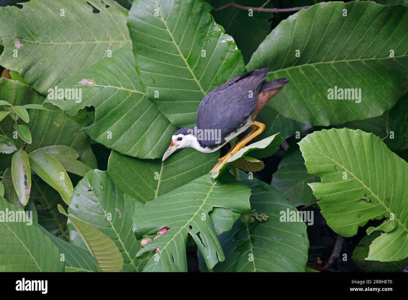 Die weiße Wasserhne in Singapur Stockfoto