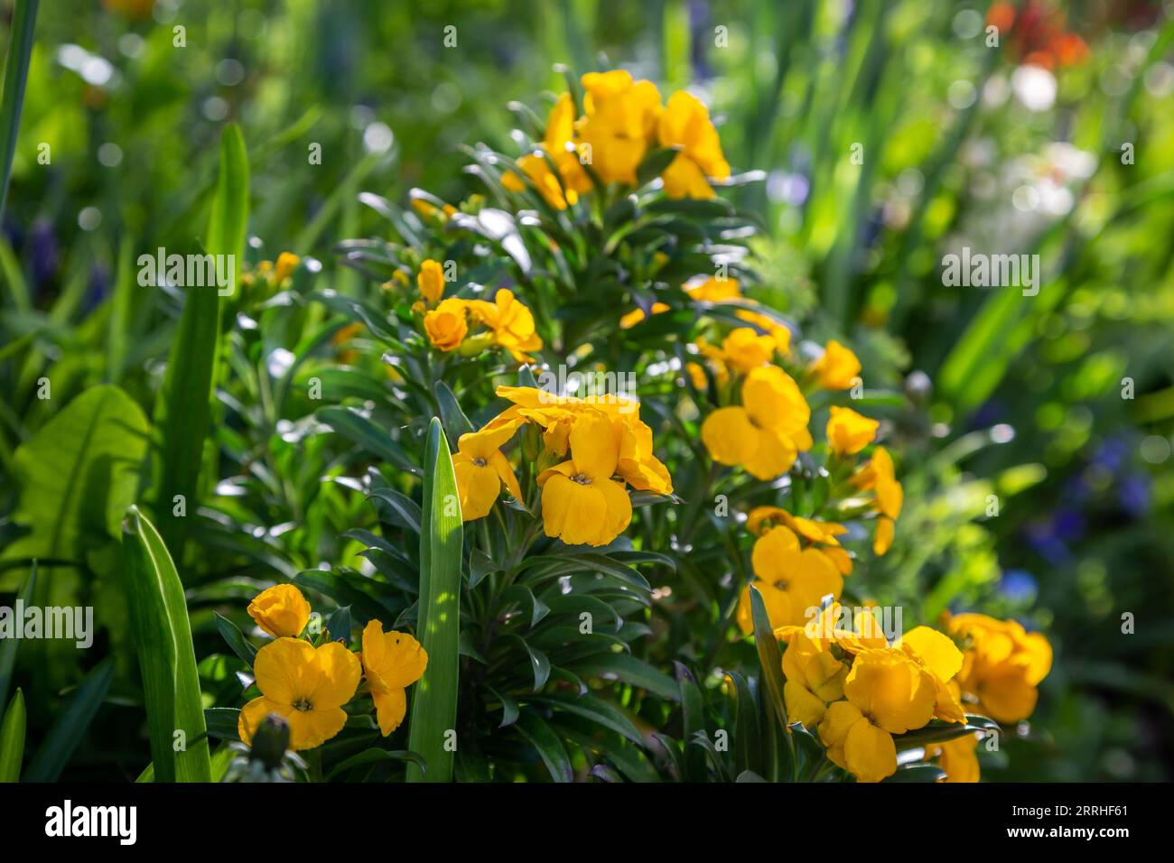 Erysimum cheiri, allgemein bekannt als Wallblume, im Frühlingssonnenschein Stockfoto