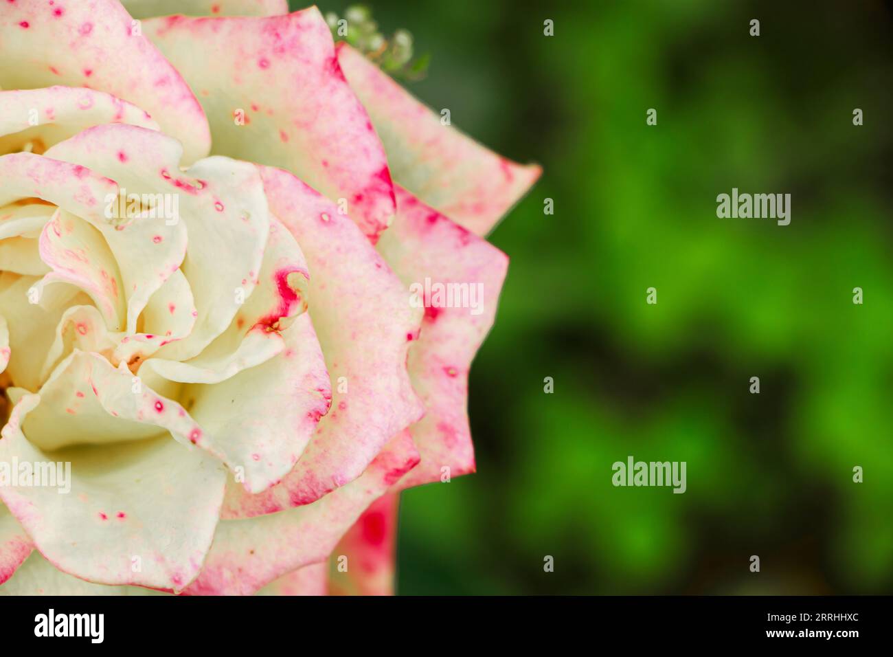 Zweifarbige gepunktete Rosenvariante aus der Nahaufnahme. Zierblumen im Garten anbauen. Natürlicher Sommerhintergrund. Stockfoto