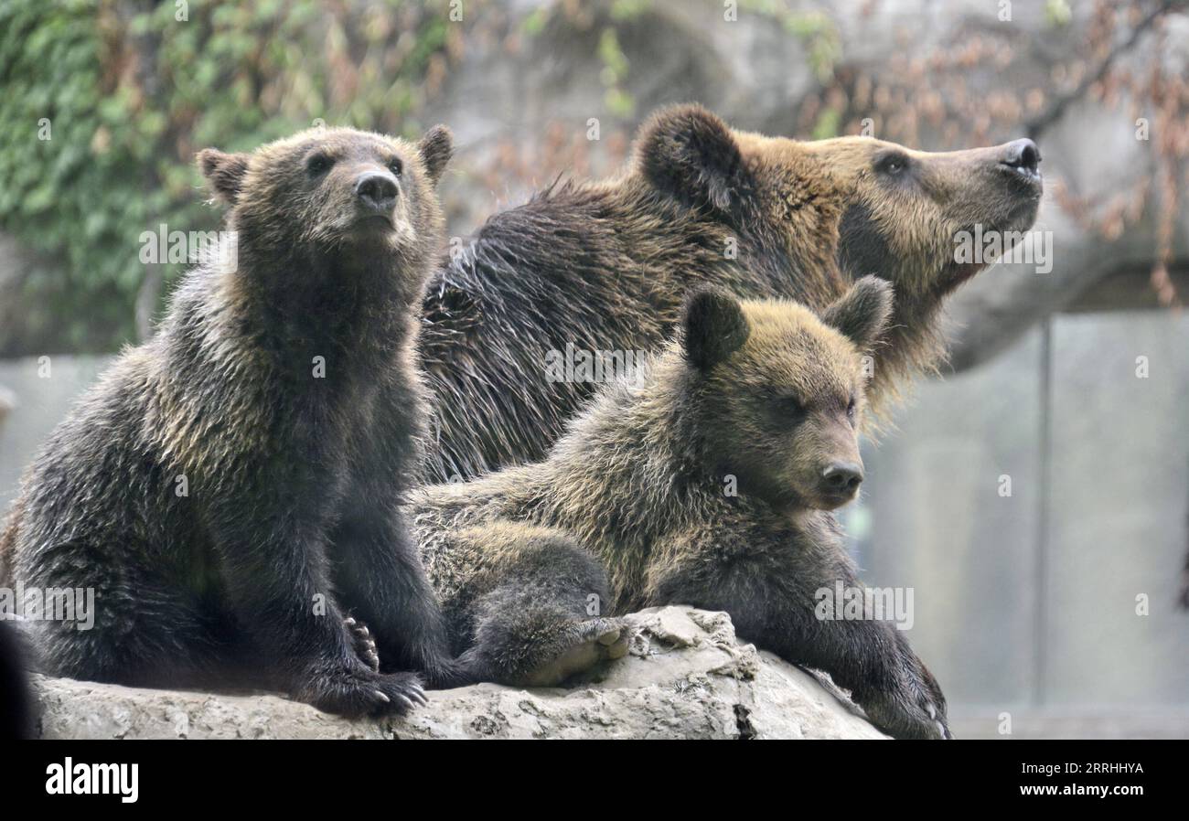 220702 -- PEKING, 2. Juli 2022 -- zwei braune Bärenjungen ruhen mit ihrer Mutter im Pekinger Zoo in Peking, Hauptstadt von China, 2. Juli 2022. Insgesamt 201 Jungtiere von 43 Arten im Zoo von Peking haben in letzter Zeit begonnen, die Öffentlichkeit zu treffen. CHINA-BEIJING-ZOO-CUBS CN LixXin PUBLICATIONxNOTxINxCHN Stockfoto