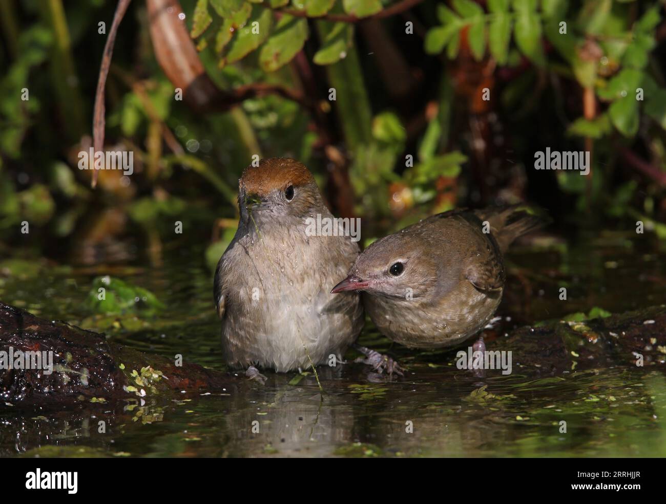 Garden Warbler (Sylvia Borin) und Blackcap (Sylvia atricapilla) baden im Teich Eccles-on-Sea, Norfolk, Vereinigtes Königreich. Oktober Stockfoto