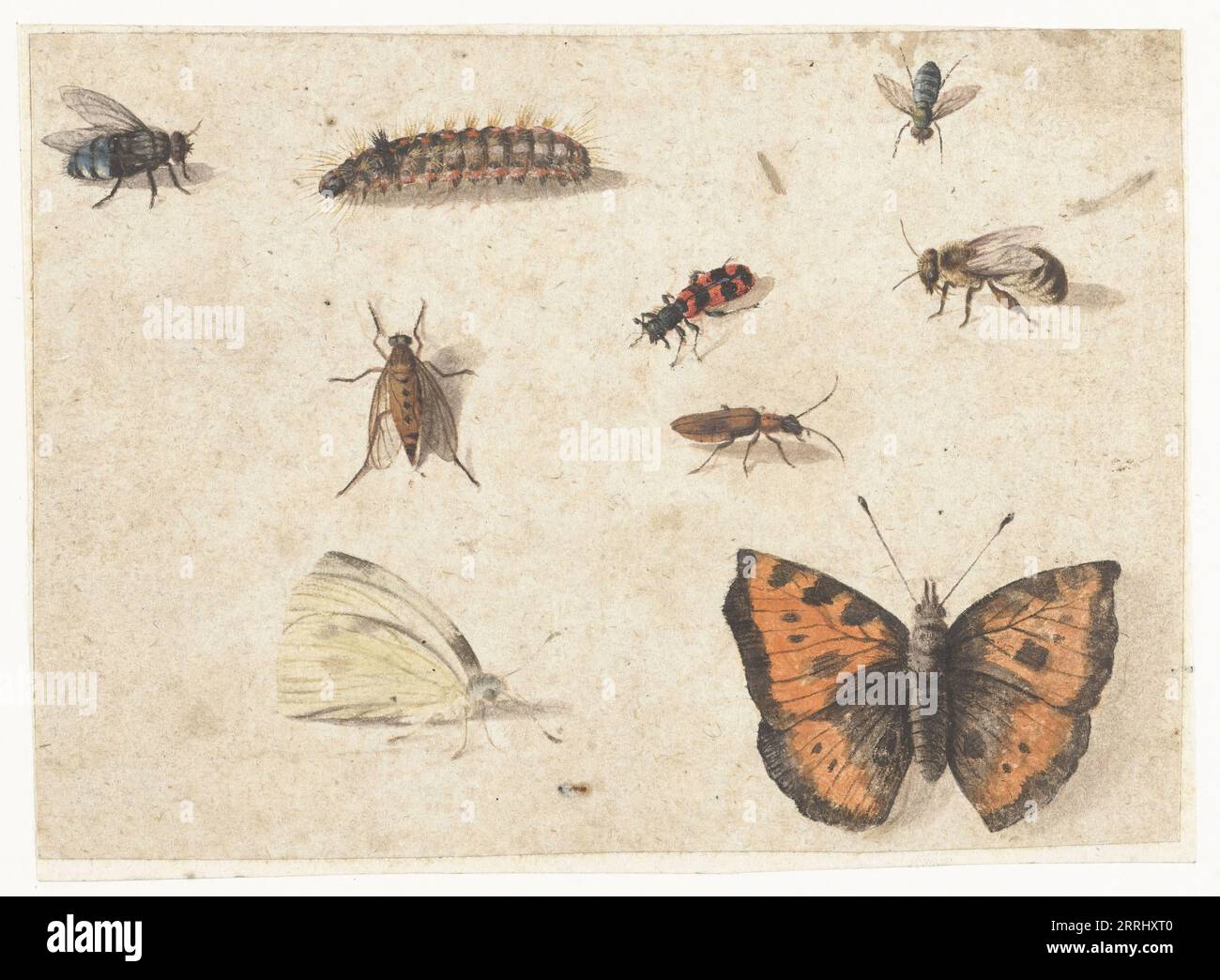 Untersuchungsblatt von neun Insekten, c.1653-c.1661. Stockfoto