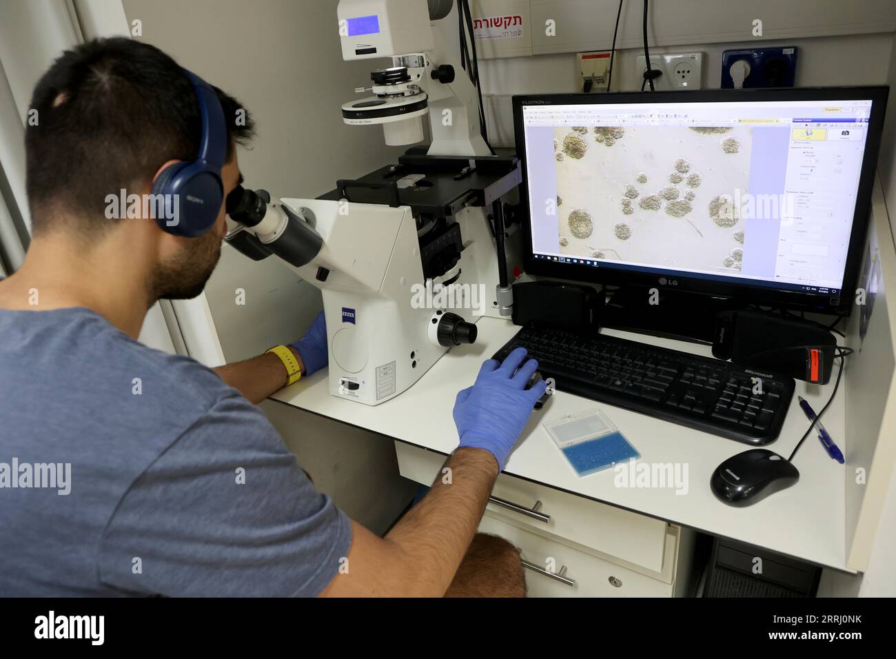 (230908) -- JERUSALEM, 8. September 2023 (Xinhua) -- Ein Forscher arbeitet am 7. September 2023 in einem Labor für Biowissenschaften am Weizmann Institute of Science (WIS) in der israelischen Stadt Rechovot. Stammzellforscher haben künstliche Modelle menschlicher Embryonen geschaffen und diese bis zum 14. Tag erfolgreich außerhalb der Gebärmutter gezüchtet, sagte WIS in Zentralisrael in einer Erklärung am Mittwoch. In einer neuen Studie, die in der Zeitschrift „Science“ veröffentlicht wurde, erstellten die Forscher künstliche Stammzell-Embryo-Modelle, die alle wesentlichen Merkmale und Komponenten dieses Entwicklungsstadiums genau nachahmen, einschließlich der Plazenta, Dotter Stockfoto