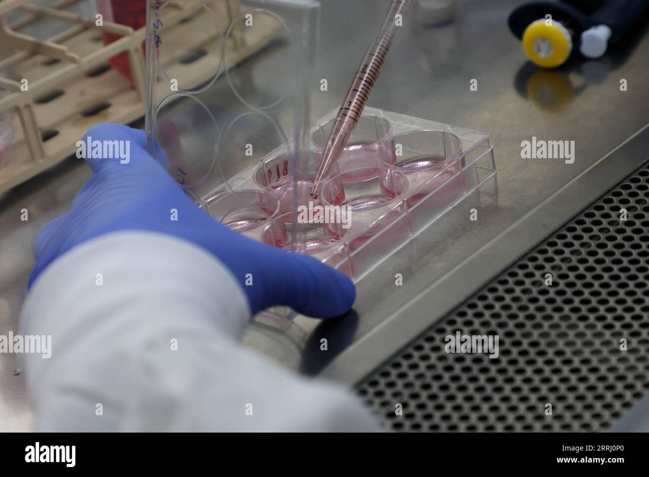 (230908) -- JERUSALEM, 8. September 2023 (Xinhua) -- Ein Forscher arbeitet am 7. September 2023 in einem Labor für Biowissenschaften am Weizmann Institute of Science (WIS) in der israelischen Stadt Rechovot. Stammzellforscher haben künstliche Modelle menschlicher Embryonen geschaffen und diese bis zum 14. Tag erfolgreich außerhalb der Gebärmutter gezüchtet, sagte WIS in Zentralisrael in einer Erklärung am Mittwoch. In einer neuen Studie, die in der Zeitschrift „Science“ veröffentlicht wurde, erstellten die Forscher künstliche Stammzell-Embryo-Modelle, die alle wesentlichen Merkmale und Komponenten dieses Entwicklungsstadiums genau nachahmen, einschließlich der Plazenta, Dotter Stockfoto