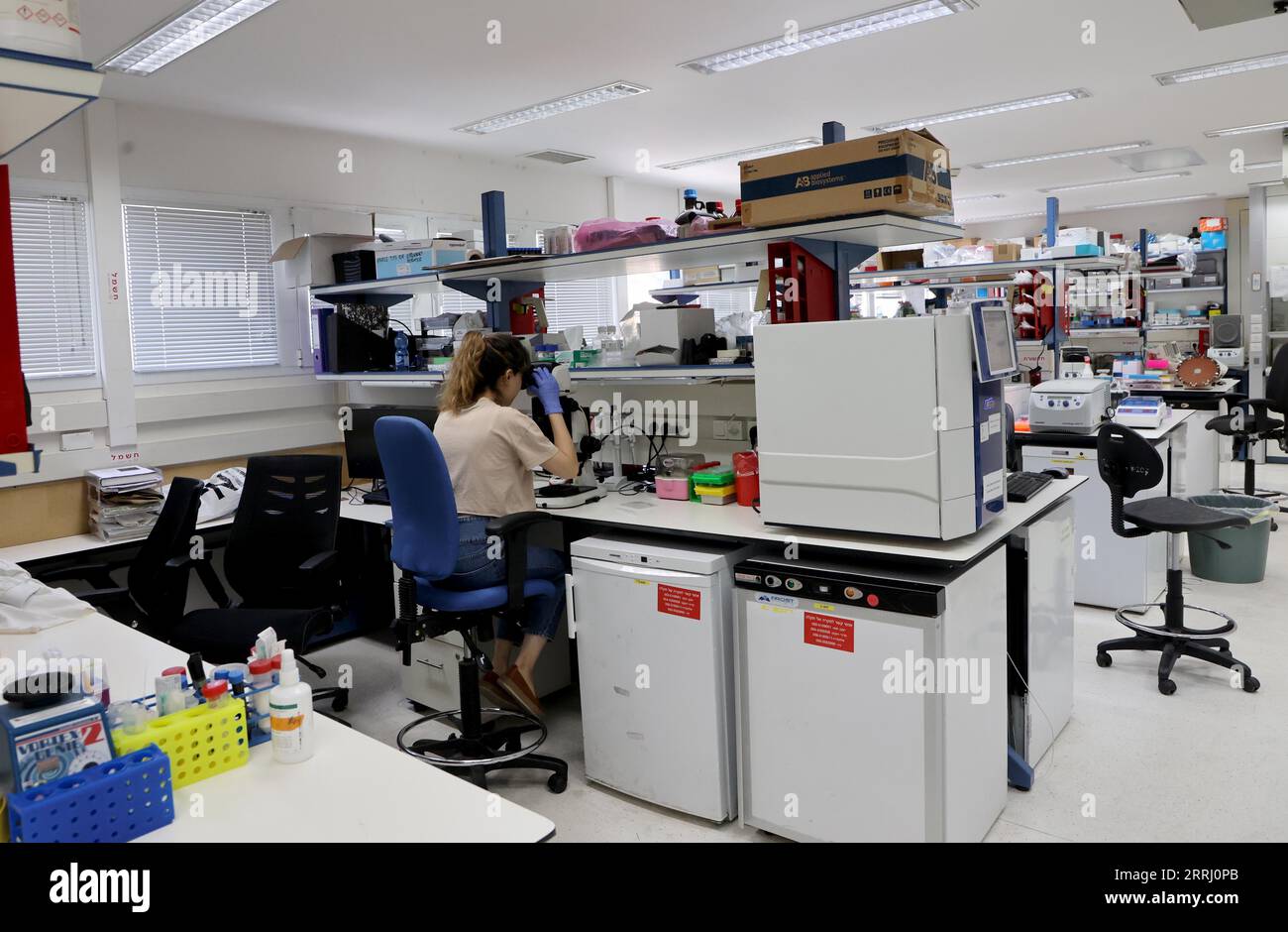 (230908) -- JERUSALEM, 8. September 2023 (Xinhua) -- Ein Forscher arbeitet am 7. September 2023 in einem Labor für Biowissenschaften am Weizmann Institute of Science (WIS) in der israelischen Stadt Rechovot. Stammzellforscher haben künstliche Modelle menschlicher Embryonen geschaffen und diese bis zum 14. Tag erfolgreich außerhalb der Gebärmutter gezüchtet, sagte WIS in Zentralisrael in einer Erklärung am Mittwoch. In einer neuen Studie, die in der Zeitschrift „Science“ veröffentlicht wurde, erstellten die Forscher künstliche Stammzell-Embryo-Modelle, die alle wesentlichen Merkmale und Komponenten dieses Entwicklungsstadiums genau nachahmen, einschließlich der Plazenta, Dotter Stockfoto