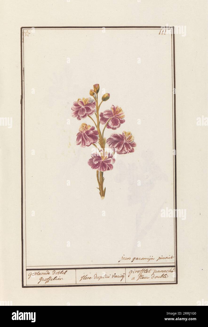Wallflower (Erysimum cheiri), 1790-1799. Auftrag von Kaiser Rudolf II. Stockfoto