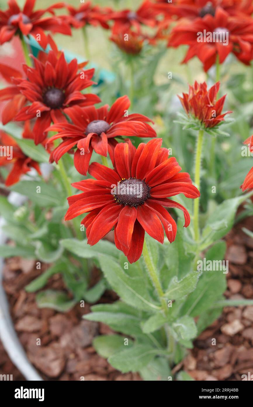 Rudbeckia Smiley Z liebt Blumen. Stockfoto