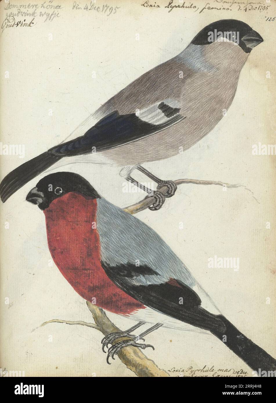 Finken, 1805. Bullfinch, männlich und weiblich. Mit Inschrift. Teil von Jan Brandes' Skizzenbuch, dl. 1 (1808), S. 125. Stockfoto