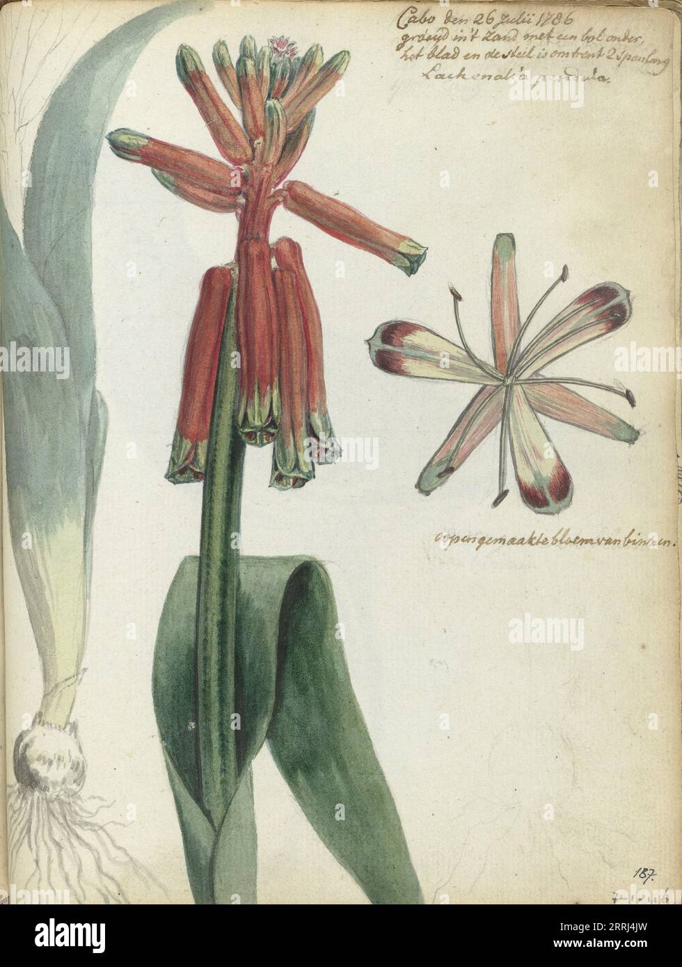 Kapblume (Lachenalia pendula), 1786. Pflanze, die auf dem Kap der Guten Hoffnung vorkommt. Zeigt die Pflanze als Ganzes mit Knolle und Wurzeln, Blüte mit offenen Blüten. Mit Inschrift. Teil von Jan Brandes' Skizzenbuch, dl. 1 (1808), S. 187. Stockfoto