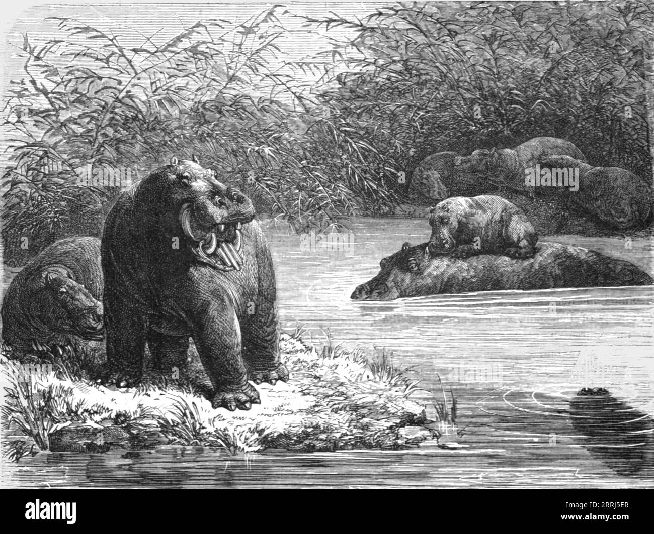 'Eine ruhige Ecke am Fluss Chambeze; die Regionen des Cazembe', 1875. Von „Illustrated Travels“ von H.W. Bates. [Cassell, Petter und Galpin, 1880, London] Stockfoto