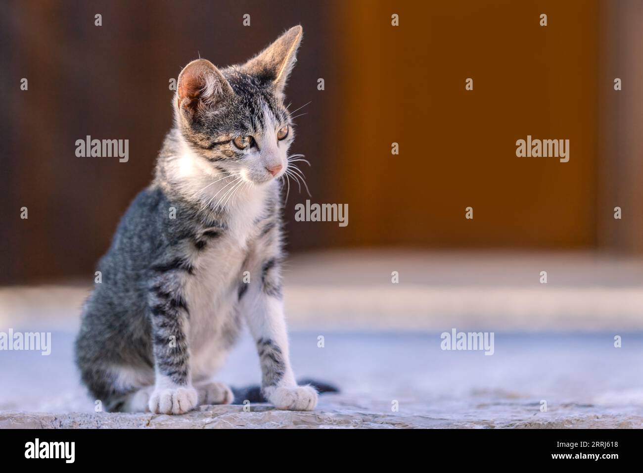 Ein Kätzchen sitzt auf dem Boden. Ein Haustier auf der Straße. Kleine Katze, die draußen spaziert. Stockfoto