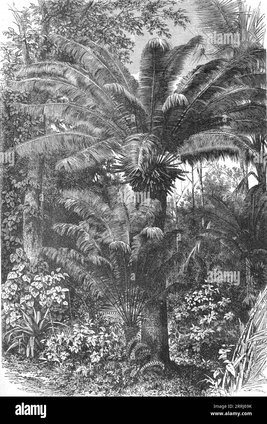 "Madagaskar Zwergpalmen; Ein Blick aus der Vogelperspektive auf Madagaskar", 1875. Von „Illustrated Travels“ von H.W. Bates. [Cassell, Petter und Galpin, 1880, London] Stockfoto