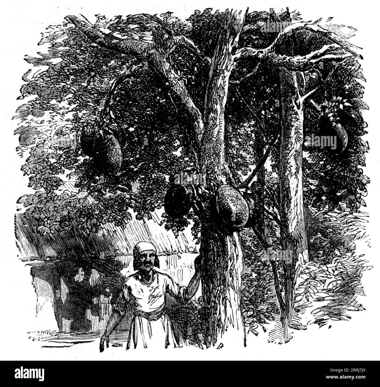 Skizzen aus Madagaskar - Brotfrucht - der Artocarpus integrifolia, oder Jack-Tree, 1858. "Dieser prächtige Baum, dessen Frucht die Hauptstütze der Bewohner einiger Südseeinseln bildet, wurde kürzlich nach Mauritius eingeführt, wo seine Frucht von den Kreolen gegessen wird. Wir kopieren eine der Illustrationen in Mr. Ellis Buch [„drei Besuche in Madagaskar in den Jahren 1853, 1851, 1856. Inklusive einer Reise in die Hauptstadt. Mit Hinweisen auf die Naturgeschichte des Landes und auf die gegenwärtige Zivilisation des Volkes." William Ellis, Gravur eines Fotogemäldes Stockfoto