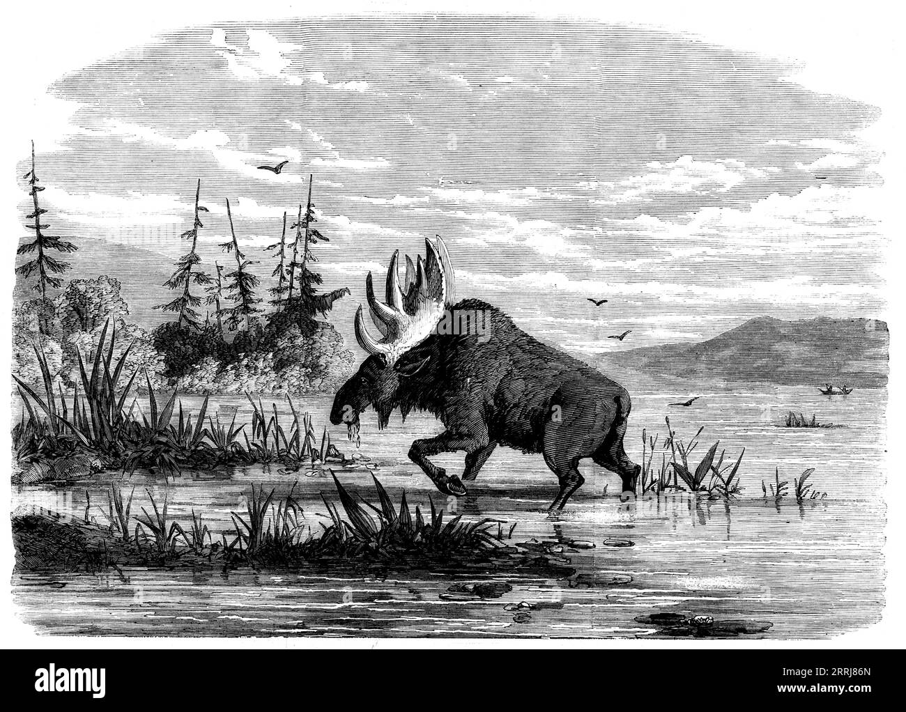 Elchjagd in Kanada - ein Stierelmohfutter, 1858. Männlicher Elch, der sich im Herbst unter den Lilienschoten ernährt, der Elch ist der größte Hirschstamm und hat manchmal das Gewicht von 1.000 Pfund erreicht. und ist das größte Wildtier, das die Wälder Amerikas besucht... in den Sommermonaten kommen Elche gerne in die Seen und Flüsse, zum Teil, um den quälenden Fliegen zu entkommen und um Verletzungen ihrer Geweihe zu vermeiden. aber vor allem, weil solche Orte eine Fülle von Grasnahrung bieten... die Brunftzeit beginnt im September, wenn die Männchen viel machen Stockfoto