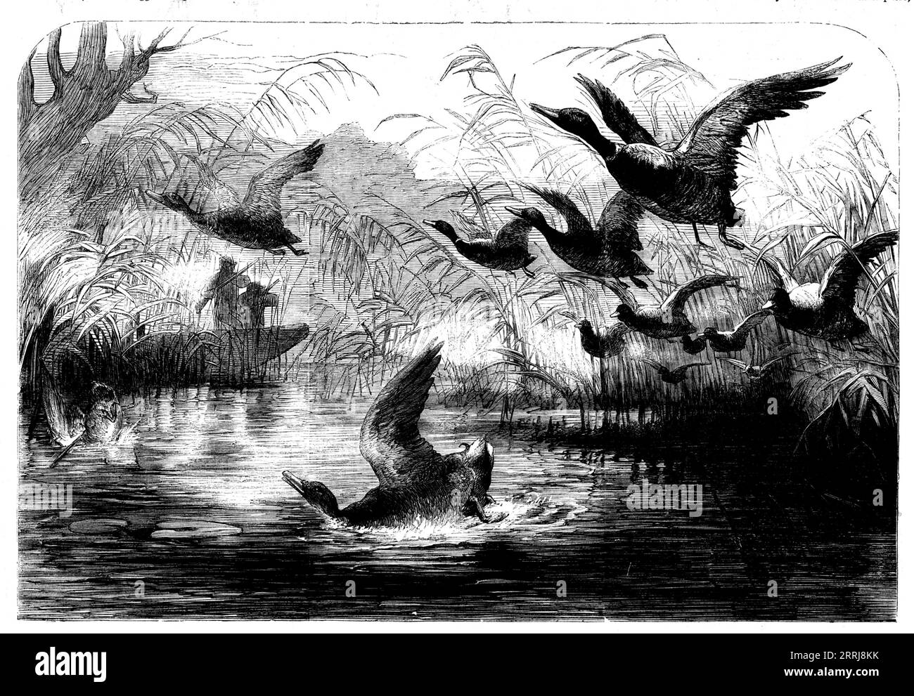 Wildvogelschießen, 1858. „Die zahlreichste Klasse unserer Wildgeflügelbesucher an den arktischen Küsten ist die brent- oder Schwarzgans... die Weißgänse bestehen im Allgemeinen aus vier verschiedenen Arten: das graue Bein, die weiße Gänse, die Bohnengans und die rosafarbene Gänse... auf dem Bass Rock mit quadratischem Obermaterial, in der Nähe von North Berwick, können auch die solangänse in Tausenden gesehen werden. Man sagt, sie legen nur ein Ei und sitzen mit dem Fuß darauf im Livelong-Monat Mai... Naturalisten haben außerordentliche Veränderungen in den Herden von Weißgänsen beobachtet, da sie bis zu einer bestimmten Zeit bestehen Stockfoto