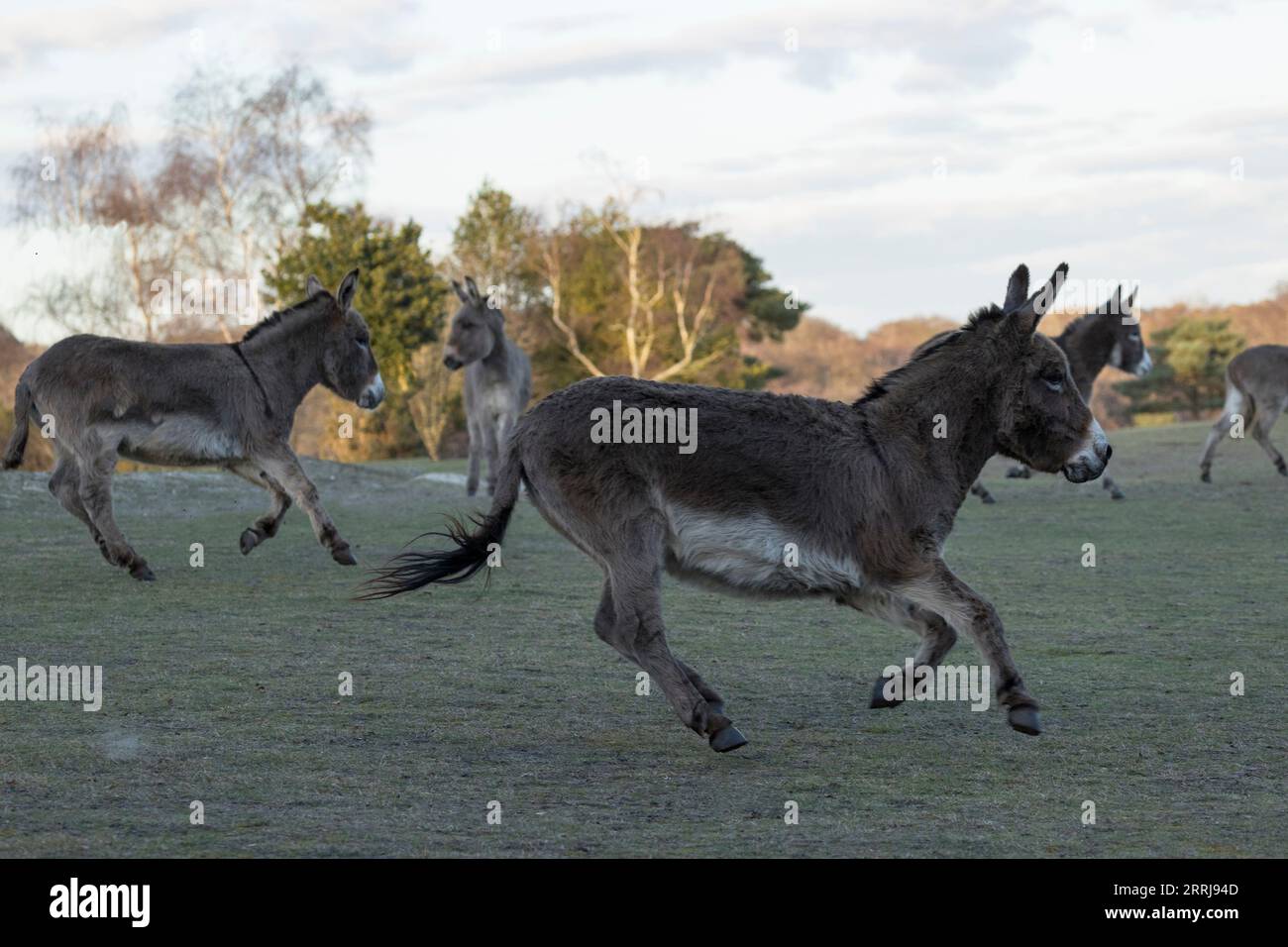 Eselspferd Pferd Pferd neue Wald frei herumstreifende Wildtiere England Großbritannien Großbritannien Großbritannien Großbritannien Großbritannien Stockfoto
