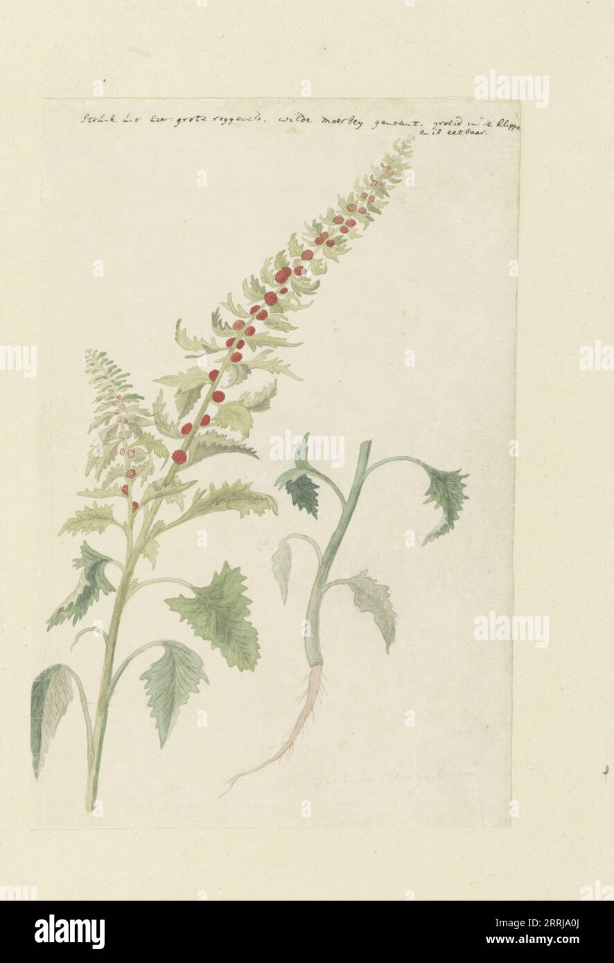 Chenopodium foliosum Aschers, vormals Blitum vergatum (Blattgänse), 1778-1786. Stockfoto